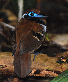 Ferruginous-Backed Antbird Male, Myrmeciza ferruginea