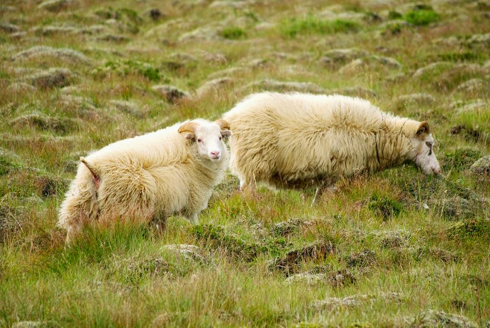 Iceland sheep