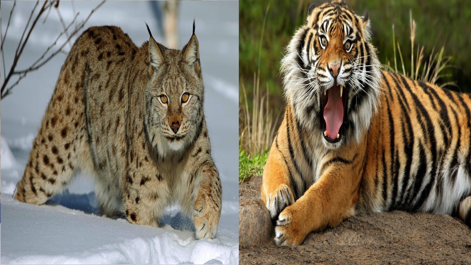 Animals Face Off: Tiger vs Salt Water Crocodile