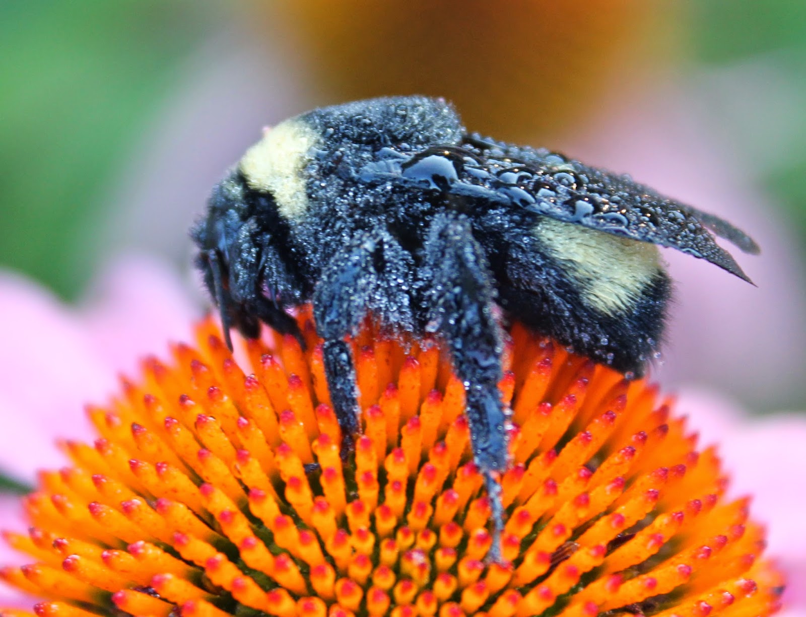 The Kentucky Wildflower Farm Bear's foot and bumble bees