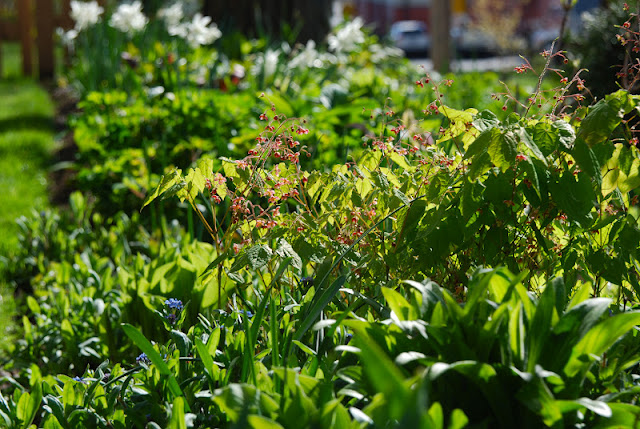 Pink flowers of Epimedium with Narcissus 'Thalia' and Helleborus orientalis hybrids in the background in the Shade Path Garden. Pink flowers of Epimedium with Narcissus 'Thalia' and Helleborus orientalis hybrids in the background in the Shade Path Garden.