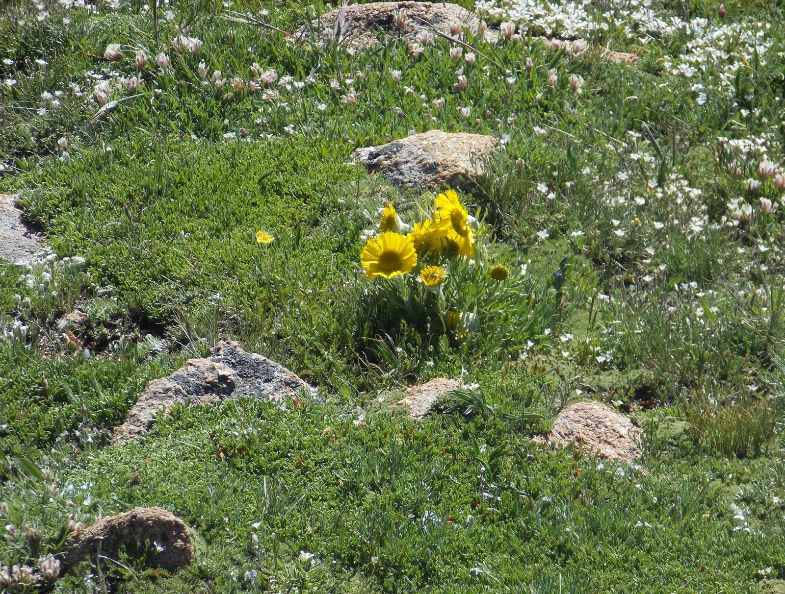 The Schramm Journey Plants and Animals of the Alpine Tundra
