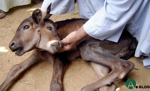 animal planet's funniest home videos