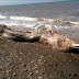 Sakhalin Sea Monster