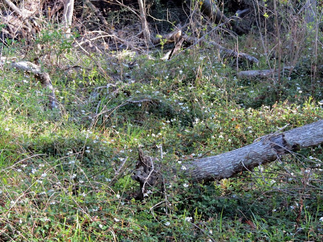 Downed trees Armand Bayou Nature Center.