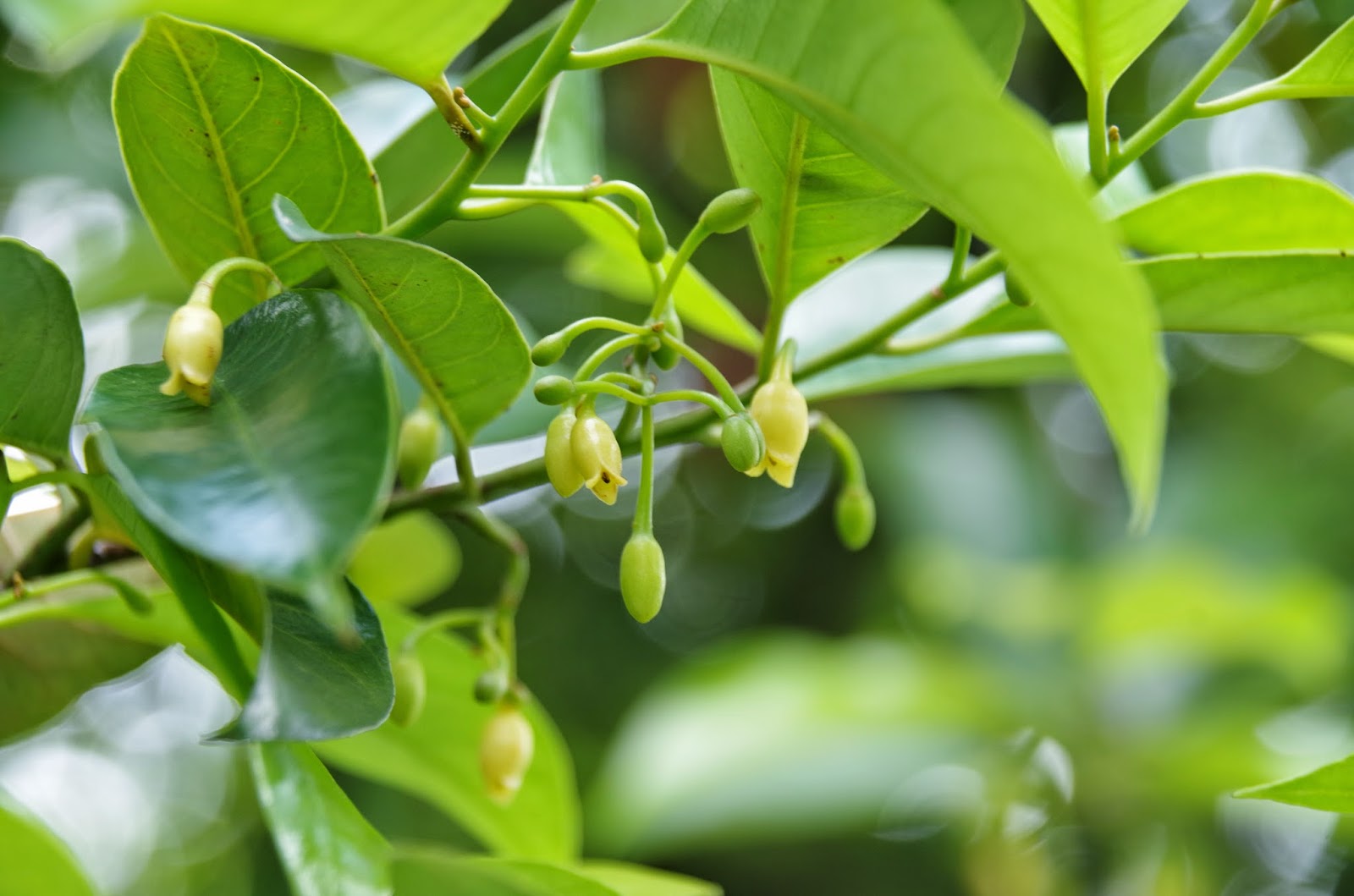 Trees and Plants Nutmeg