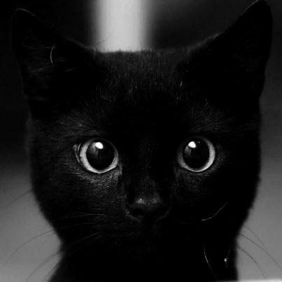 Cute and Funny Pictures and more: Beautiful Wide Eyed ...