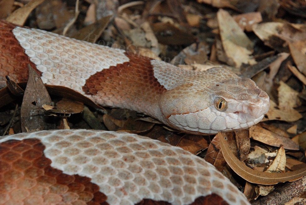 Venomous Snakes of Florida - Phillip's Natural World