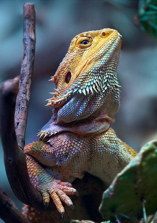 lizard-bearded-dragon-1.jpg