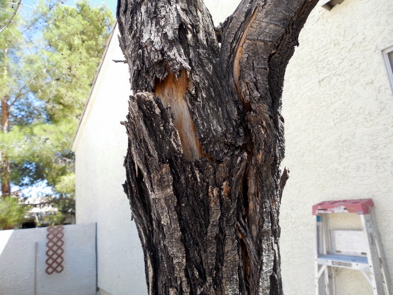 Xtremehorticulture of the Desert Why Does My Ash Tree Have Dying Limbs?