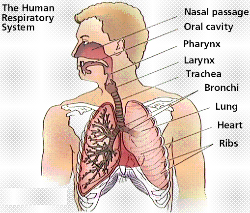 Jenis Penyakit Sistem Pernafasan