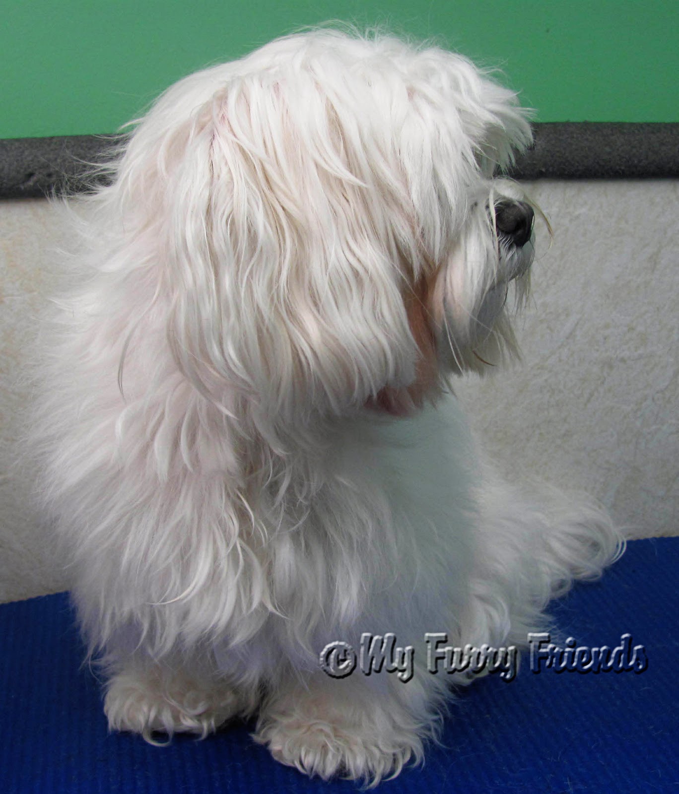 Pet Grooming The Good, The Bad, & The Furry A Sweet Maltese