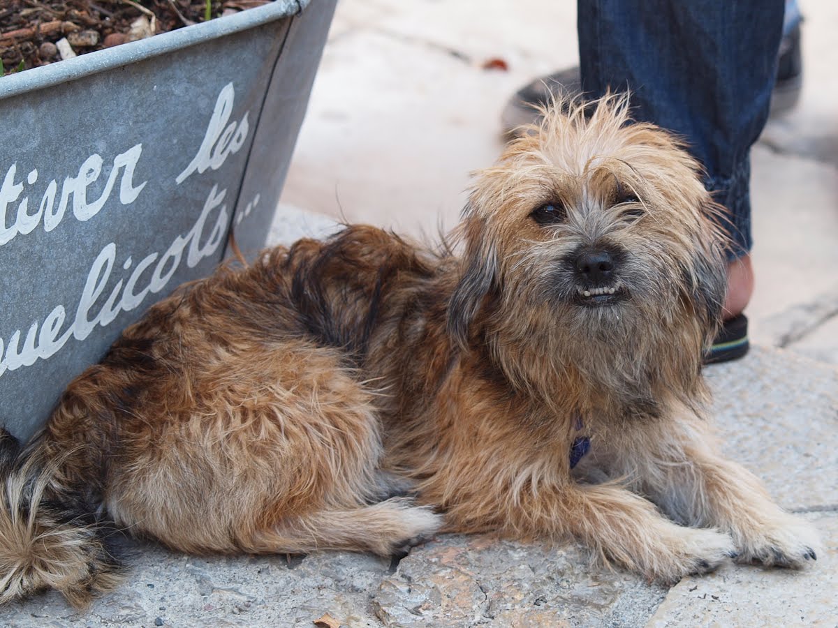 yorkie with underbite riviera dogs nourse yorkie with underbite riviera dogs nourse