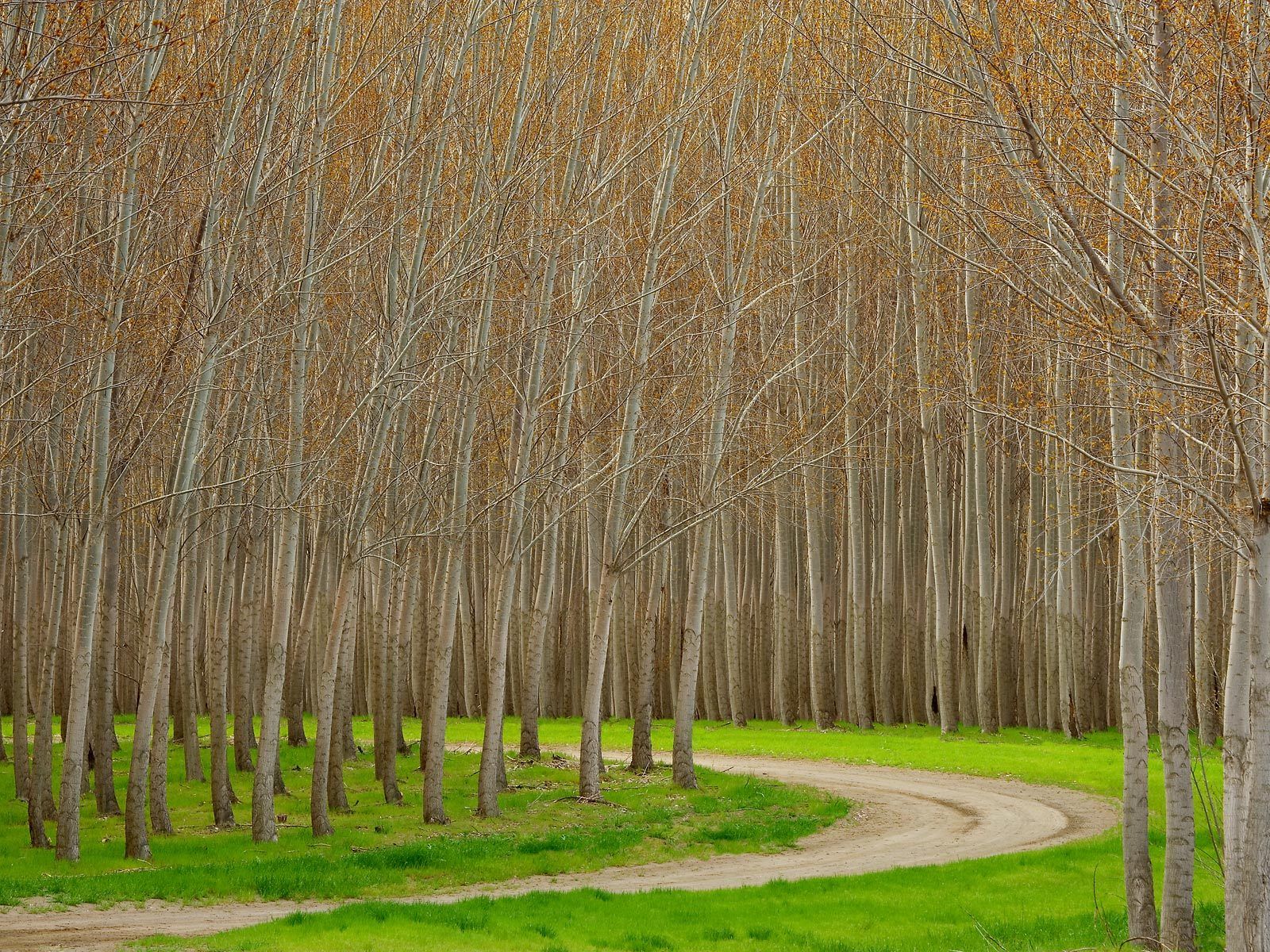 poplar tree