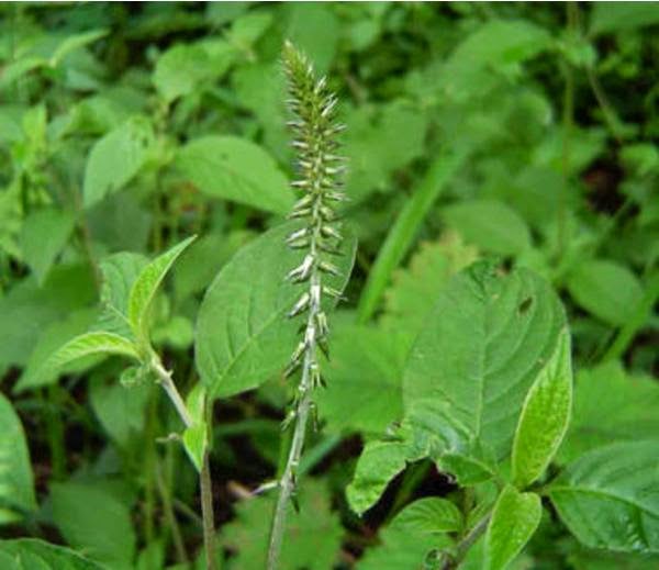 AYURVEDAM ఆయుర్వేదం ఉత్తరేణి తైలం (LATJEERA)