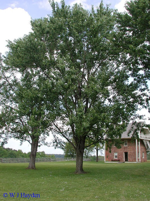 11 loại cây không nên có trong khuôn viên nhà bạn