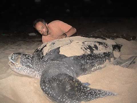 Most Amazing Almost Extinct Animals Leatherback Turtle Most Amazing Almost Extinct Animals Leatherback Turtle