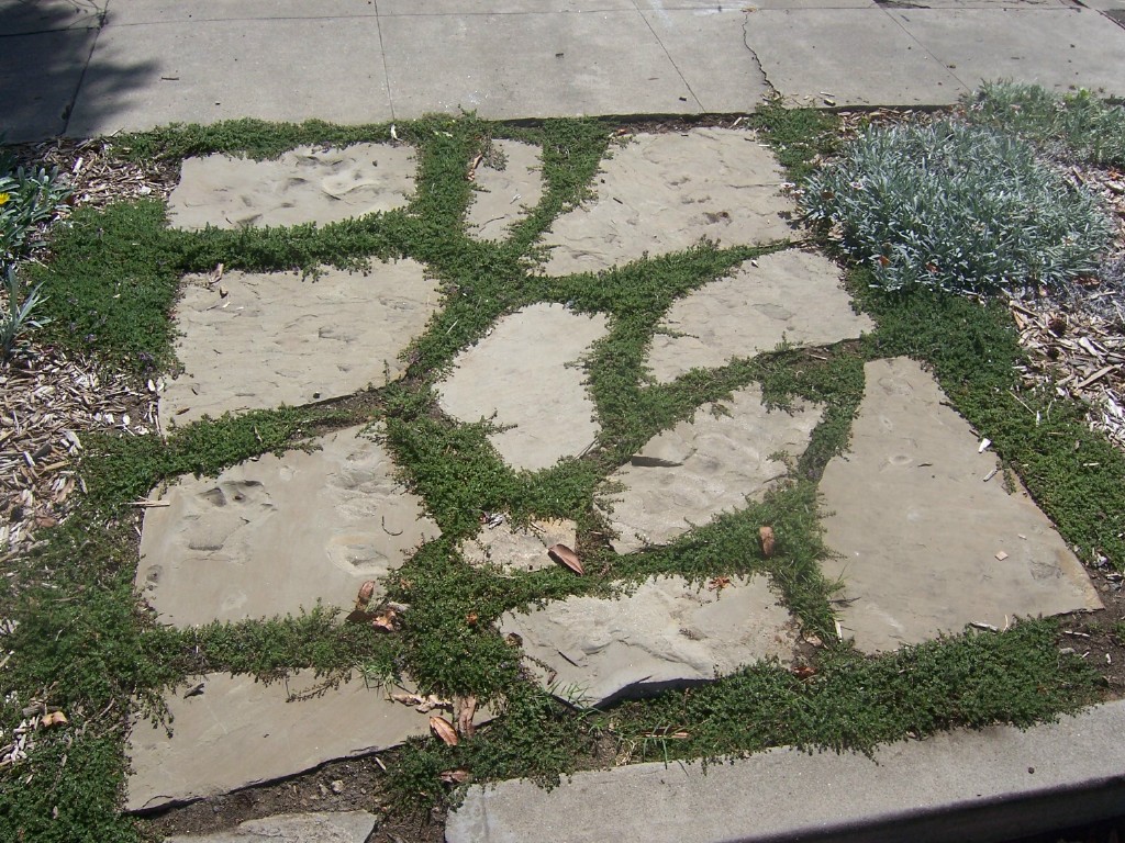 The 2 Minute Gardener Photo Flagstone with Creeping Thyme (Thymus