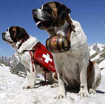 San Bernardino Search And Rescue Dogs San Bernardino Search And Rescue Dogs