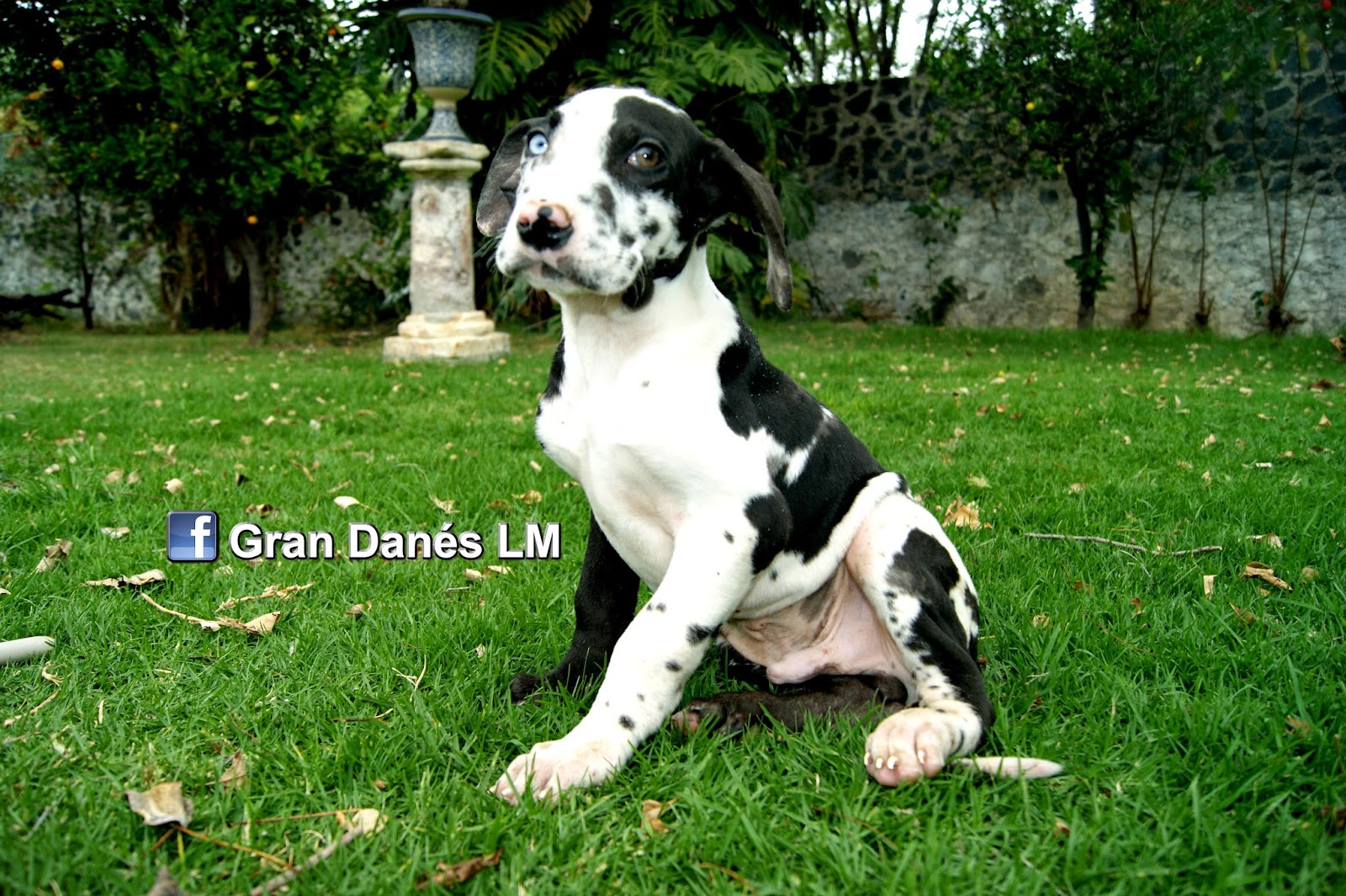 Fotos de cachorros machos 44 Fotos de cachorros machos 70