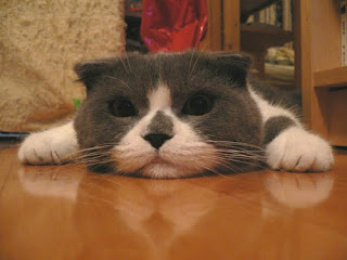 scottish fold scottish fold cat pussy grimalkin mace pisik kotka gat macka kocka kass pusa kissa gato katze macska kottur kakis kate qattus kot pisica katt kedi con meo kucing pets huisdieren animaux de compagnie Haustiere animais Animale de companie animales domesticos husdjur Evcil Hayvan anifeiliaid anwes domace zvali binatang kesayangan augintiniai animali domestici peatai bet kay lemmikit mga alagang hayop domaci zvirata kucni ljubimci animals domestics maskotak binatang peliharaan breeds