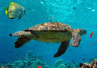 turtles animal under sea wallpaper turtles animal under sea wallpaper
