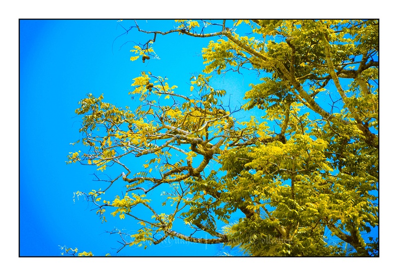 Jenis Pokok
