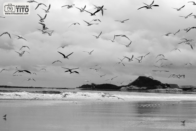 Revoada de passáros e a ponta do Boiador, na praia do Farol (da Princesa), na ilha de Maiandeua (Algodoal), Pará - Por Tito Garcez Revoada tendo ao fundo a ponta do Boiador, na praia do Farol (da Princesa), na ilha de Maiandeua (Algodoal), Pará