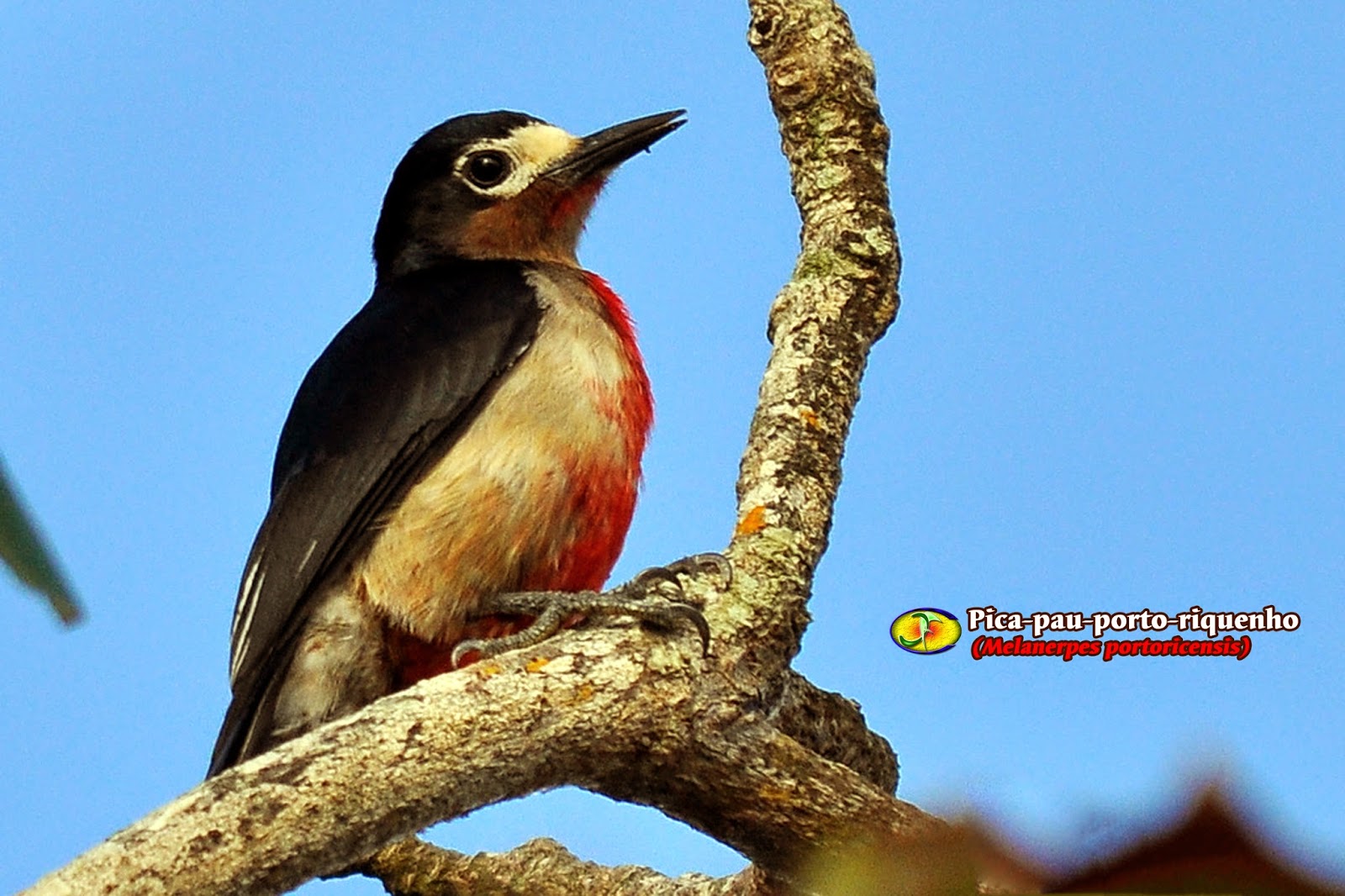 Zoologia Picapauportoriquenho (Melanerpes portoricensis)