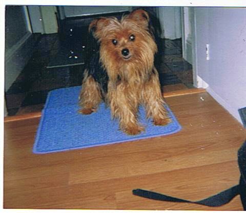 yorkie cough pawhealer 174 picture a yorkie s collapsed trachea how pawhealer helps manage a yorkie cough pawhealer 174 picture a yorkie s collapsed trachea how pawhealer helps manage a