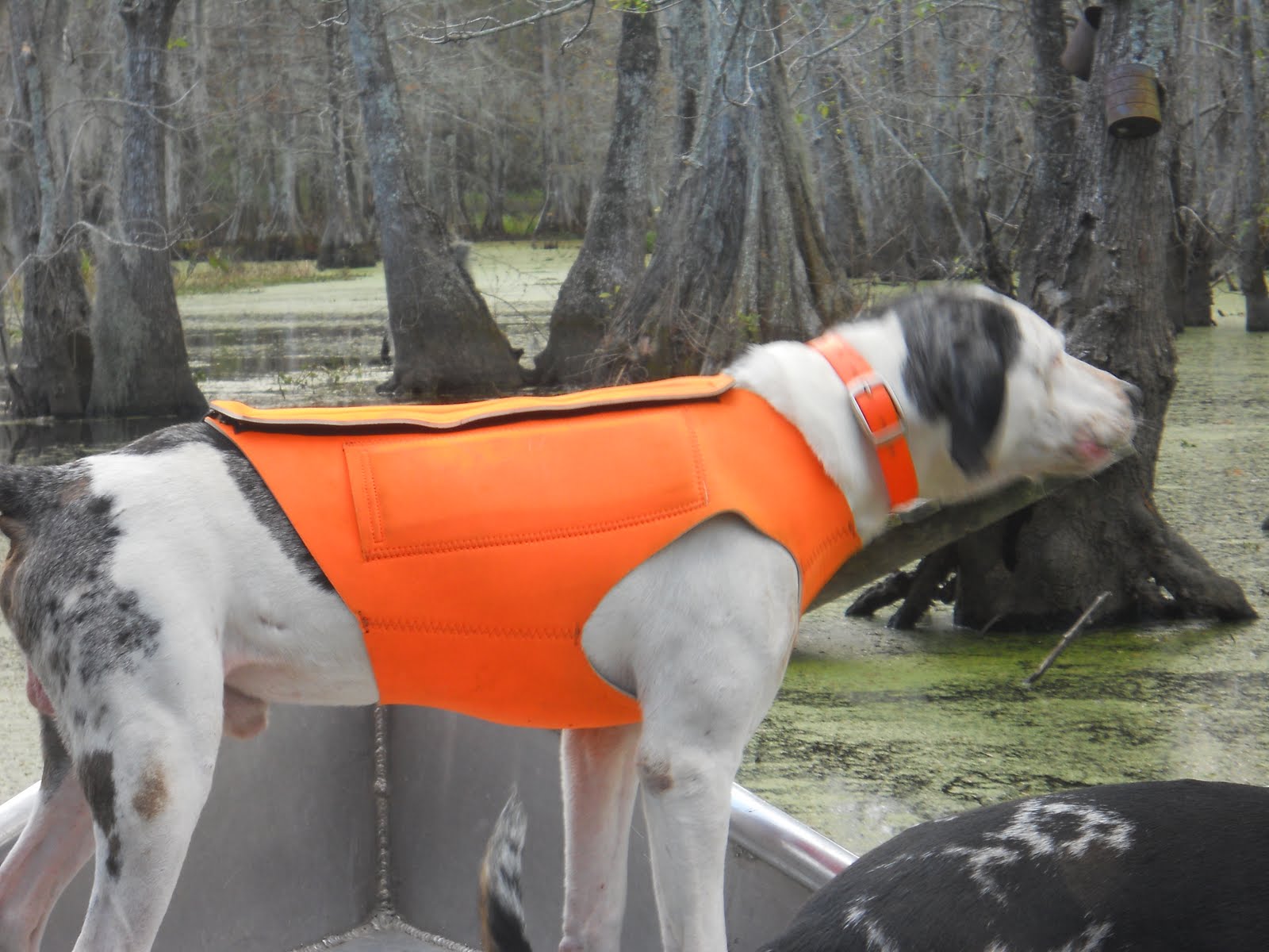 orange neoprene dog vest