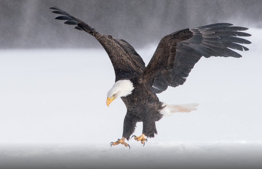 White Wolf : Fascinating Wildlife Pictures of Maxime Riendeau Will Take