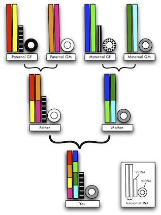 dna inheritance