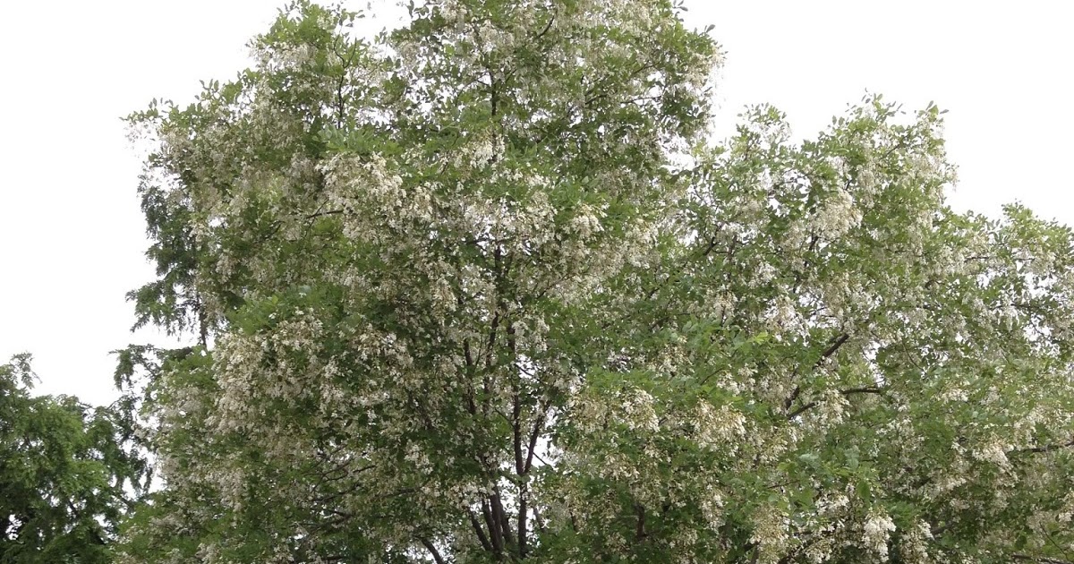 Prickly and Bitter The tree with the yellow wood