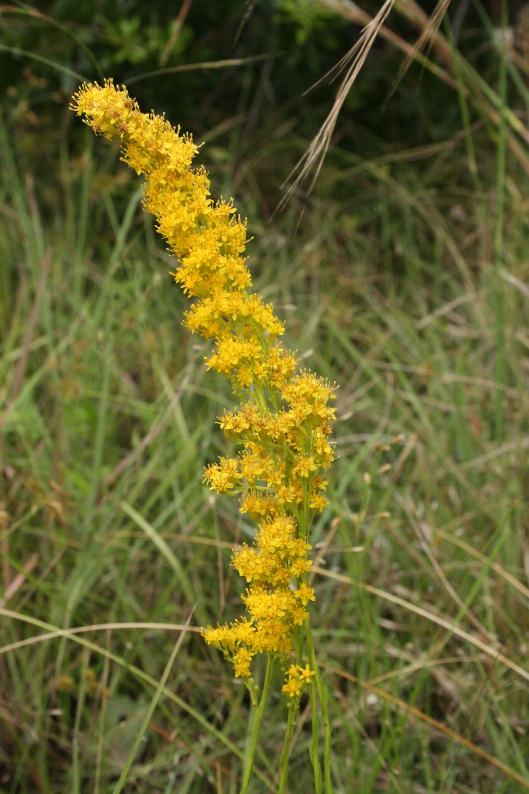 Native Florida Wildflowers Solidago stricta Wand Goldenrod