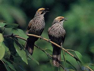 burung cucak rowo