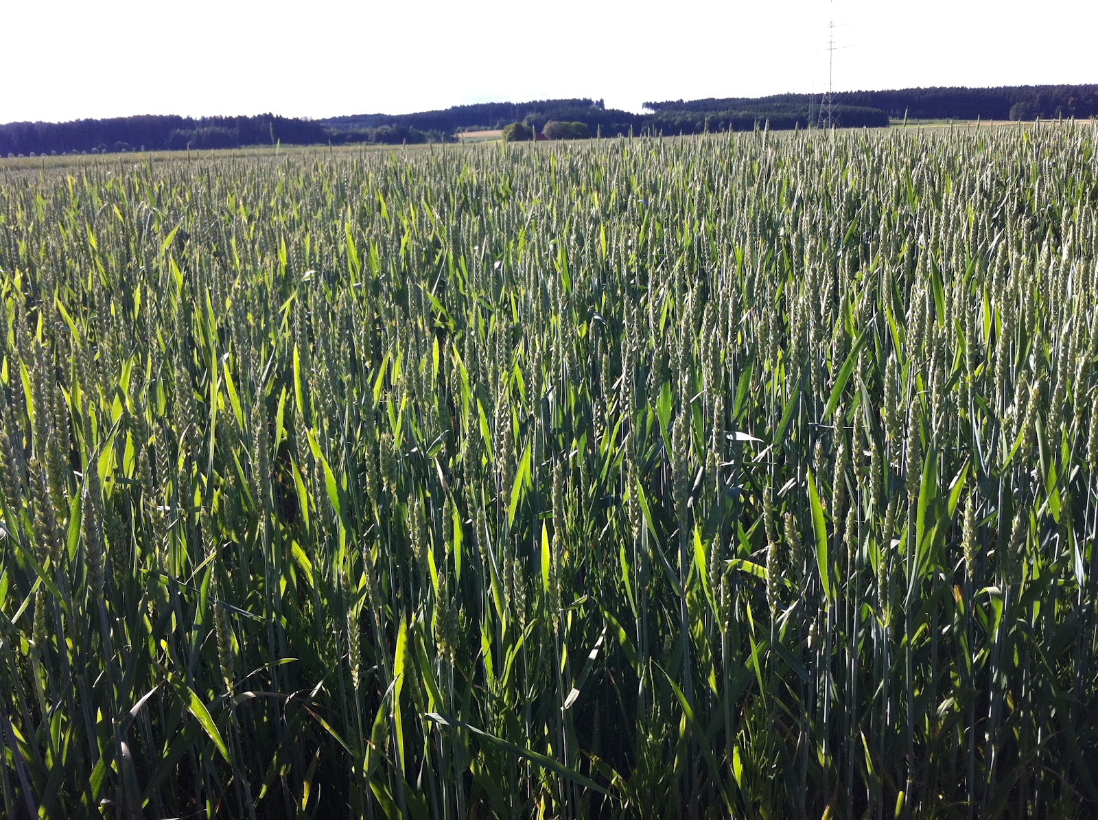 Pâtisserie Nadine Cereal Grains