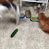 Is Scaring Cats with Cucumbers the Funniest Thing You'll See?