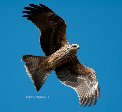 Australian Kites