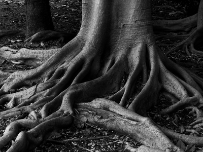 Black-and-White-tree-roots.png