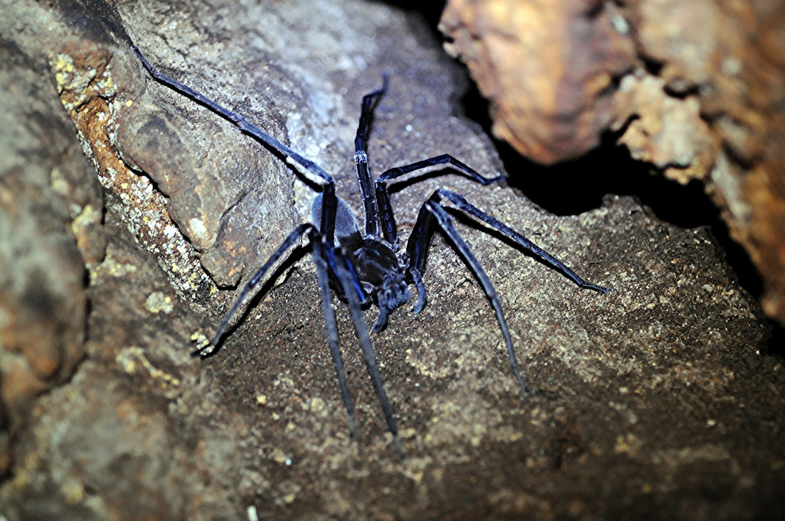 Tooth cave spider pictures Tooth cave spider pictures