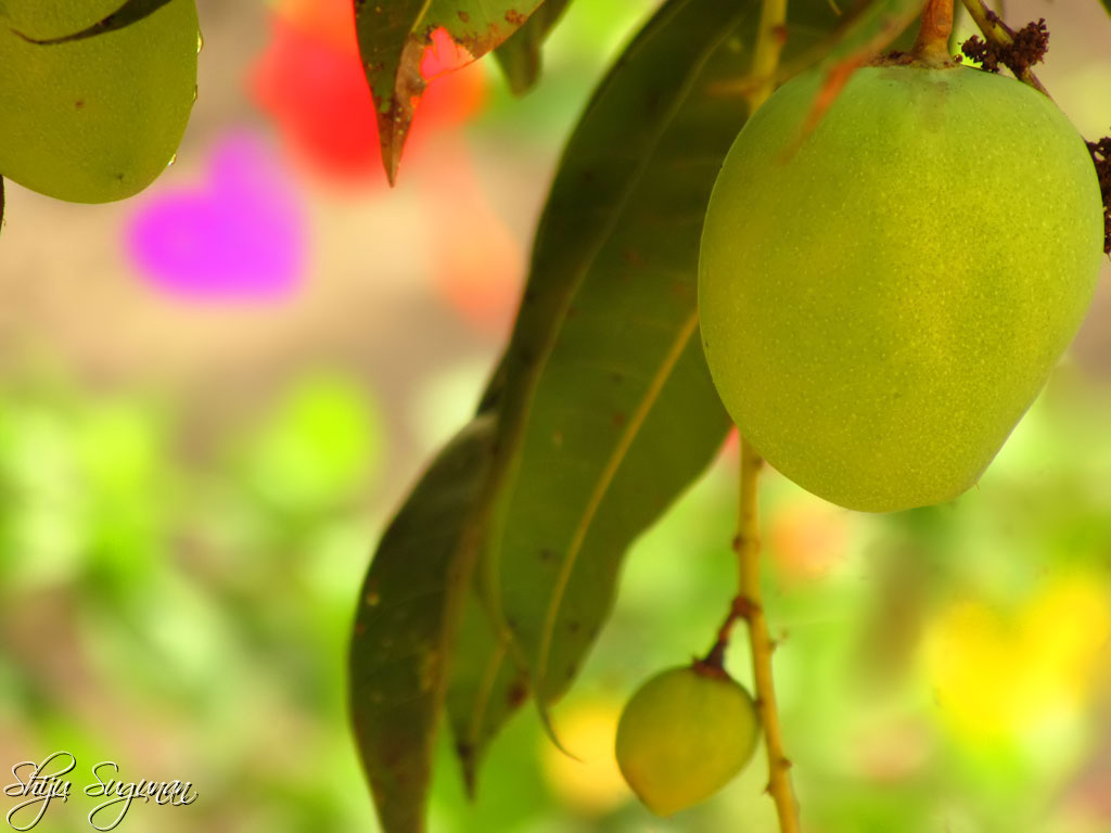 Cranium Bolts Mango showers