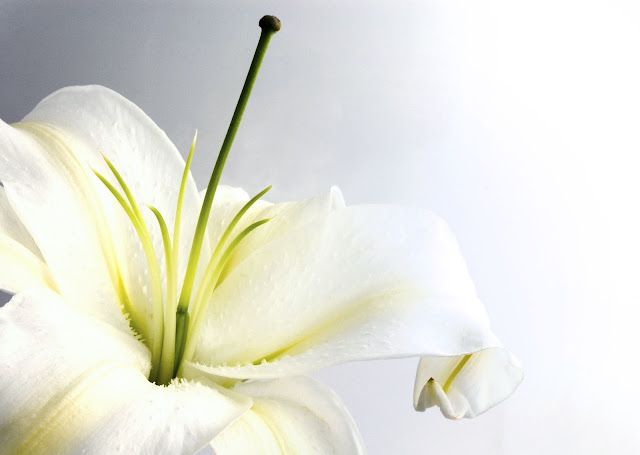 Beautiful White Lily