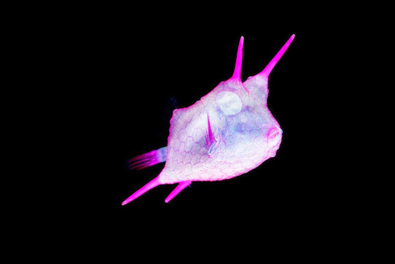 Transparent Specimen de Iori Tomita