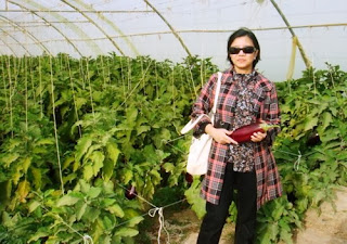 How to Start a Eggplant Farming Business