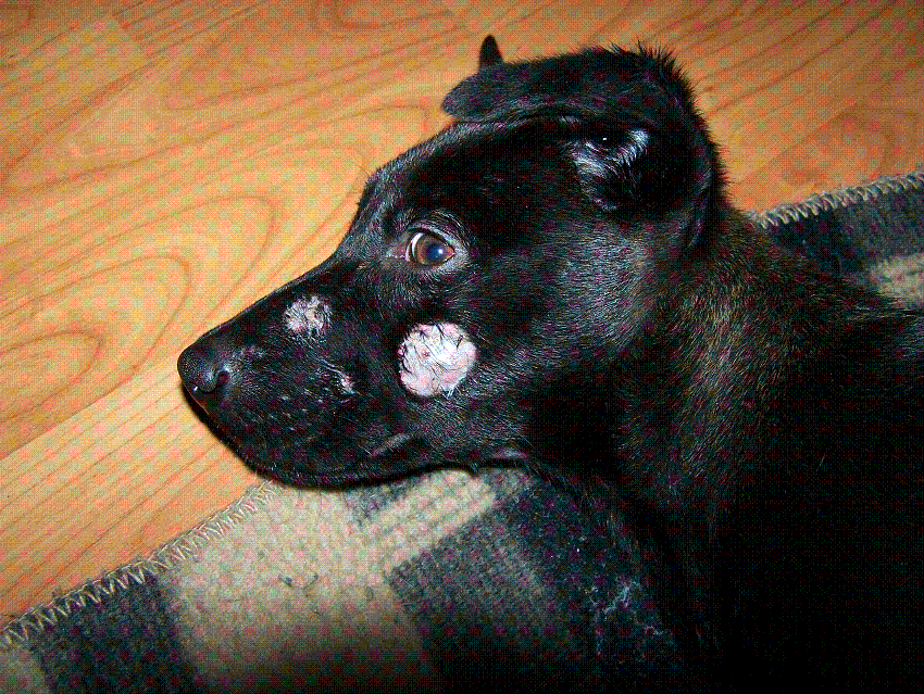 ringworm dogs 302 found ringworm dogs 302 found