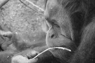 The ape at San Diego Zoo