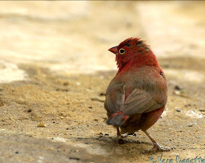 Il rito dell'Uccellino Rosso-Amaranto del Senegal 2+amarante
