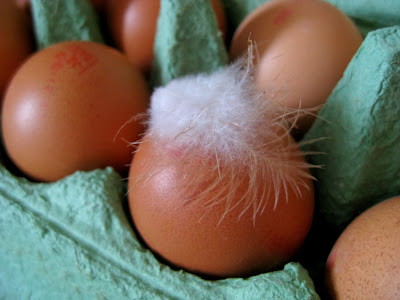 Eggs in Germany Eggs in Germany