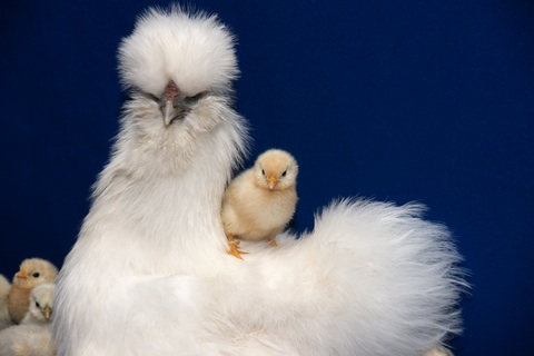 chicken breeds. rare reeds chicken breeds images. chicken breeds. rare reeds